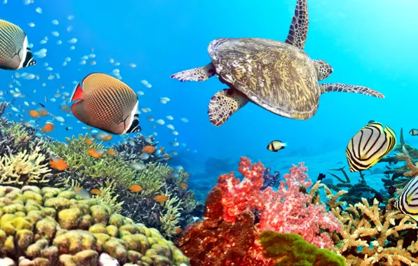 Картинка рыбки, океан, черепаха, подводный мир, underwater, ocean, fishes, tropical