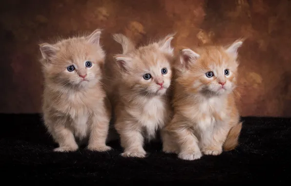 Взгляд, кошки, поза, темный фон, котенок, котята, три, мех
