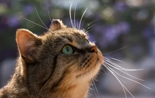 Кошка, кот, усы, взгляд, морда, свет, поза, серый