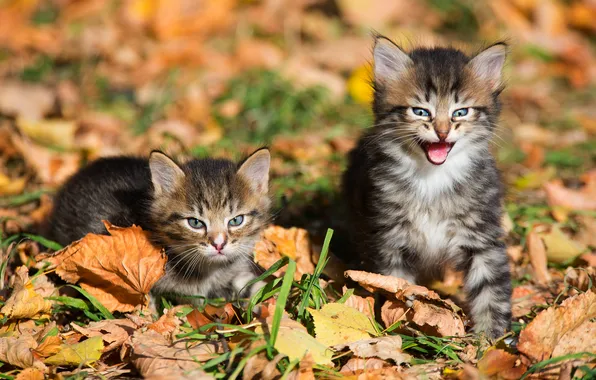 Осень, взгляд, кошки, поза, котенок, листва, котята, мордашка