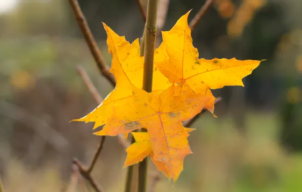Yellow, autumn, leafs, plant, fall
