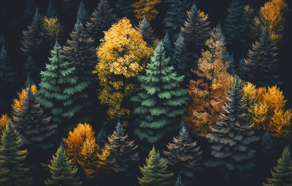 Осень, лес, пейзаж, colorful, dark, forest, trees, landscape