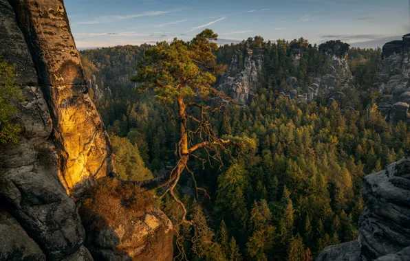 Картинка лес, деревья, пейзаж, закат, природа, скалы