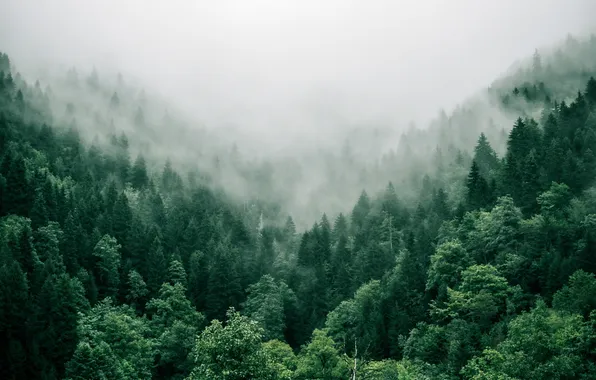 Картинка лес, туман, Грузия, Аджария