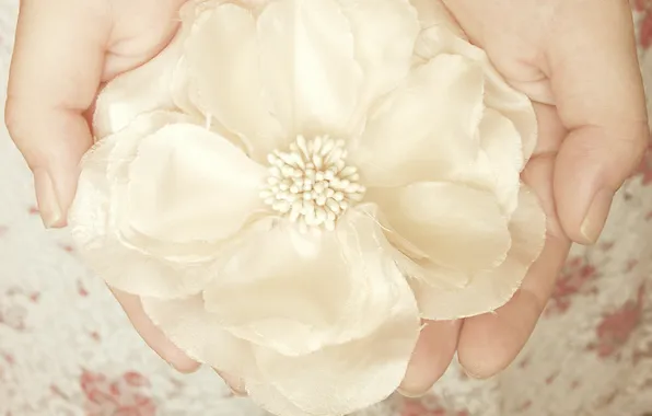 Белый, цветок, украшение