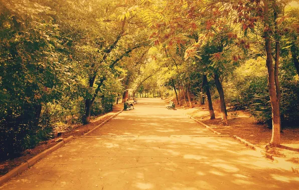 Картинка осень, деревья, парк, trees, park, autumn, live, элиста