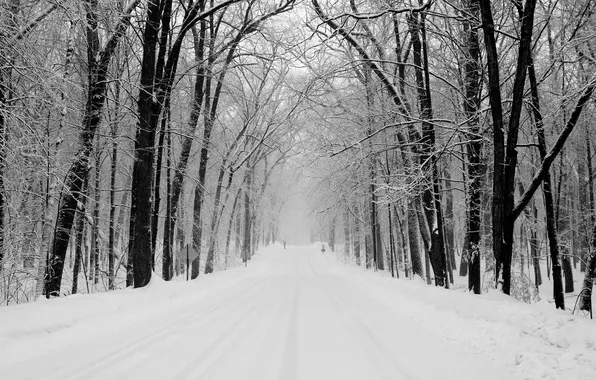 Зима, дорога, лес, снег, деревья