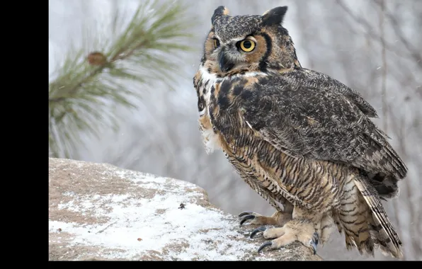 Nature, bird, winter, snow, animal, wildlife, bird of Prey, brown owl