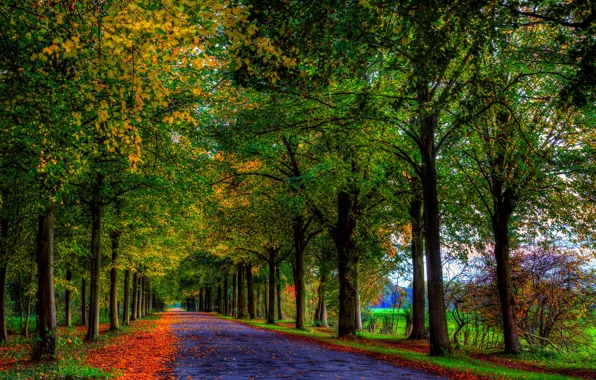 Картинка дорога, осень, лес, листья, деревья, природа, colors, colorful