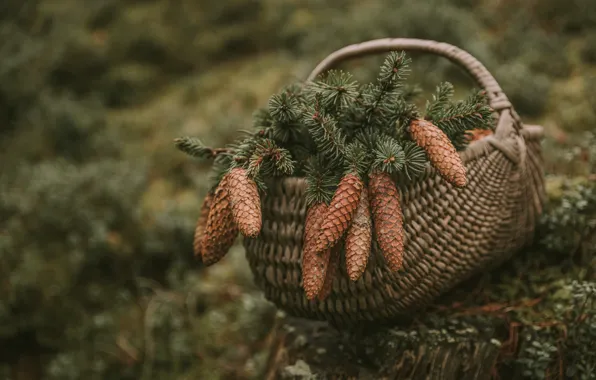Картинка ветки, природа, корзина, хвоя, шишки, сосна