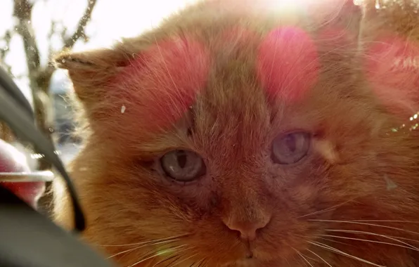 Кошка, кот, взгляд, окно, рыжий кот