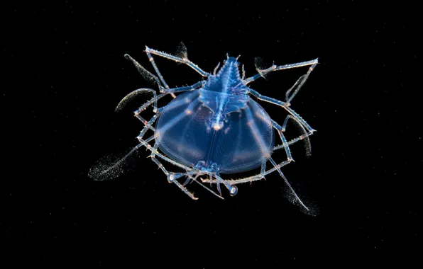 Море, вода, макро, голубое, лапки, свечение, глубина, черный фон