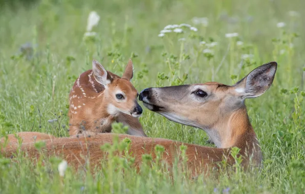 USA, White, animal, deer, wildlife, Montana, tailed, doe and newborn fawn