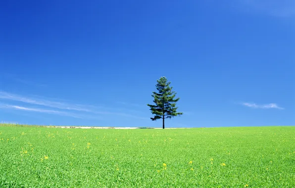 Картинка поле, небо, трава, природа, дерево