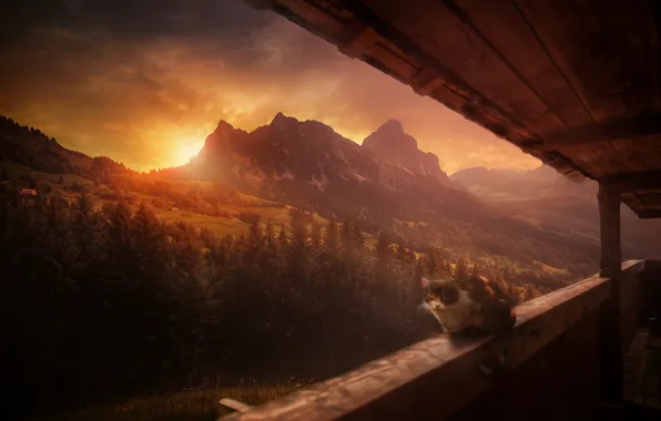 Картинка лес, кошка, закат, горы, Швейцария, Альпы, Switzerland, гора Гроссер Мютен