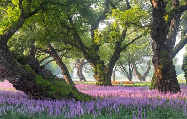 Картинка деревья, пейзаж, природа, парк, растительность, скамейки, цветение, Южная Корея