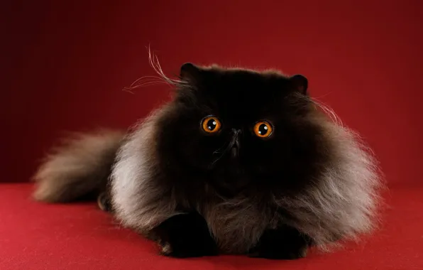 Кошка, кот, взгляд, поза, фон, черный, мордочка, чудо