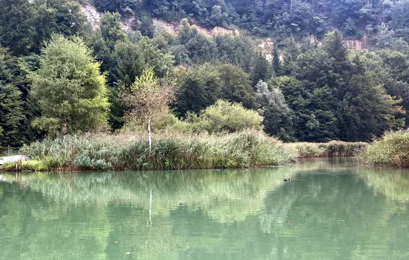 Green, summer, trees, water, lake, switzerland, fribourg, reeds