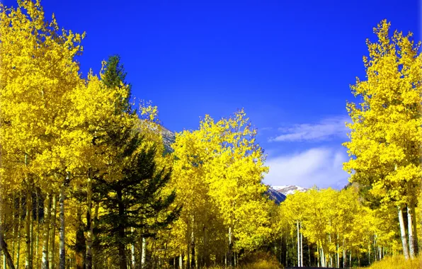 Картинка дорога, осень, лес, небо, листья, деревья, горы, природа