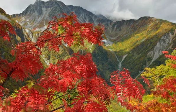 Картинка осень, небо, листья, деревья, горы, тучи, аетки