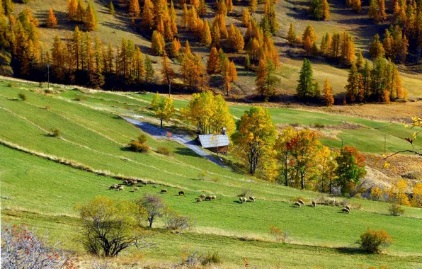 Осень, деревья, горы, природа, дом, Франция, овцы, Вальберг