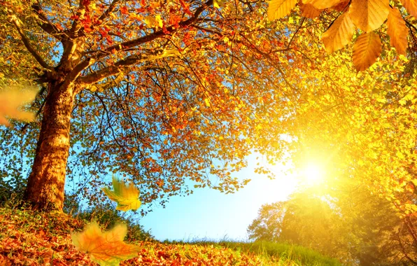 Картинка осень, лес, листья, солнце, деревья, ветки, желтые, опушка