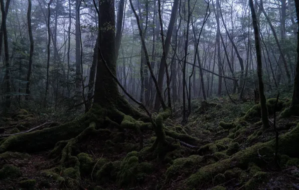 Деревья, природа, корни, мох, Япония, лес Аокигахара