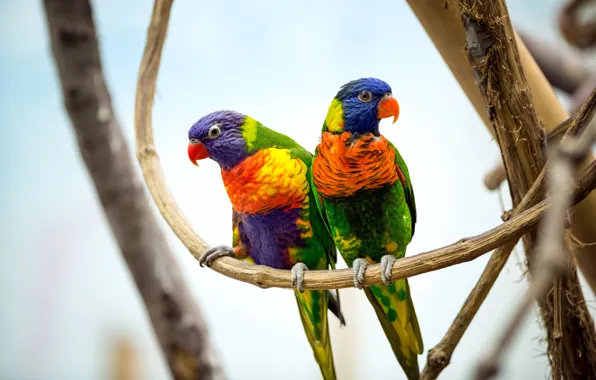 Картинка птицы, ветки, пара, попугаи, разноцветные, боке, многоцветный лорикет