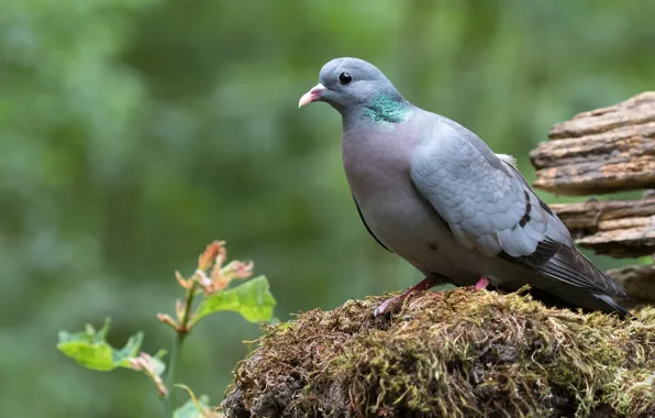 Картинка природа, фон, птица, мох, голуби