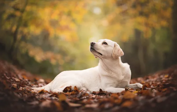 Осень, листва, собака, лабрадор, ретривер