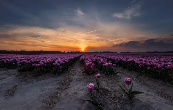 Картинка поле, закат, тюльпаны