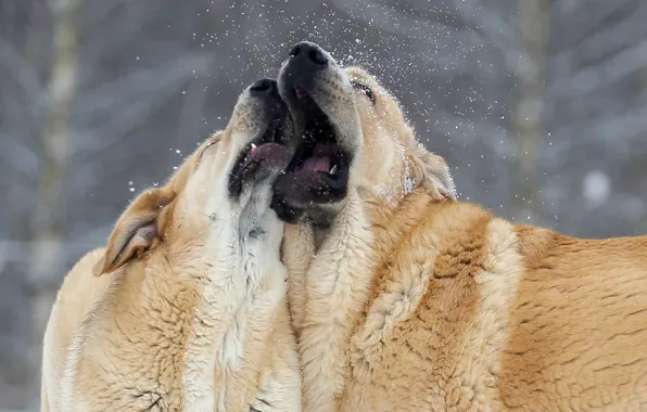 Картинка собаки, снег, пара, две собаки