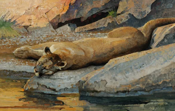 Картинка кошка, вода, ручей, камни, отдых, сон, хищник, картина