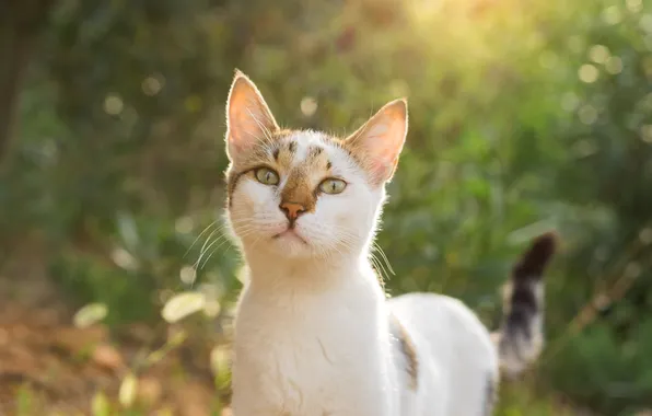 Кошка, взгляд, природа, поза, котенок, мордашка