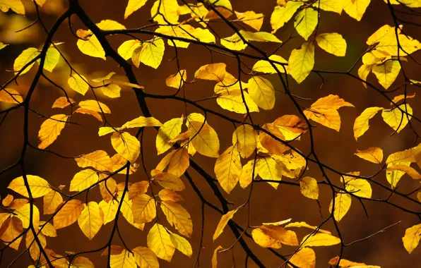 Autumn, leaves, branches, fall, foliage