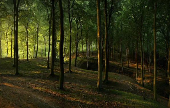 Картинка лес, свет, природа