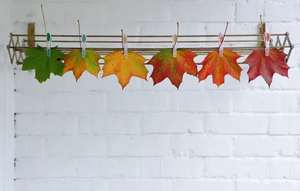 Картинка осень, листья, прищепки