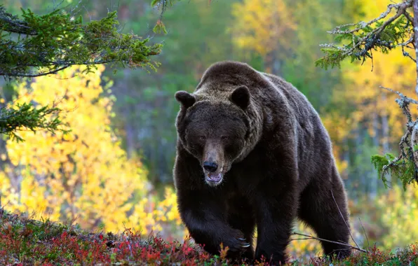 Картинка лес, взгляд, медведь, прогулка, бурый