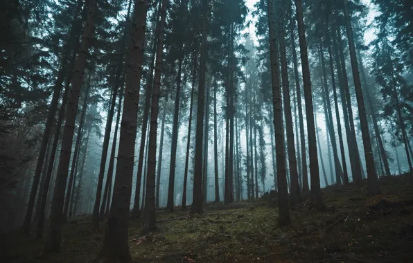 Лес, деревья, природа, туман