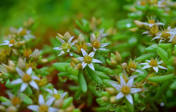 Весна, Цветочки, Flowers, Spring, Rain drops, Капли дождя