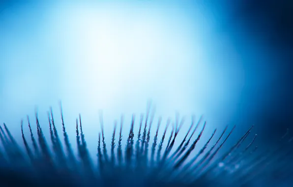 Макро, синий, перья, близко блин