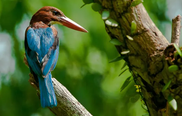 Деревья, птица, перья, клюв