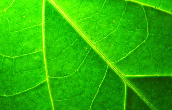 Картинка макро, лист, растение, зелёный, прожилки