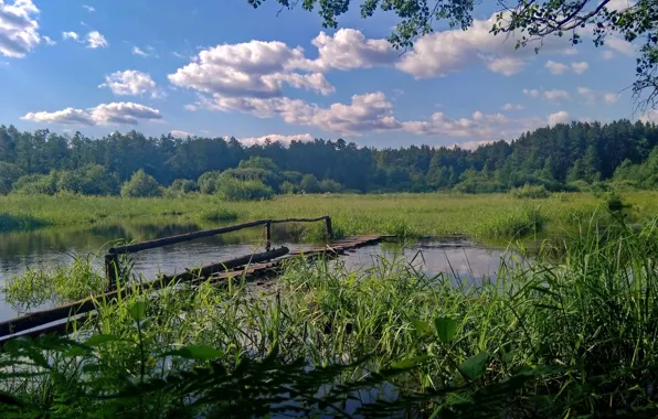 Лес, небо, облака, пейзаж, природа, вид, красиво, речка