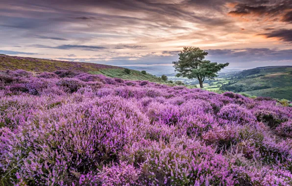 Поле, лето, деревья, цветы