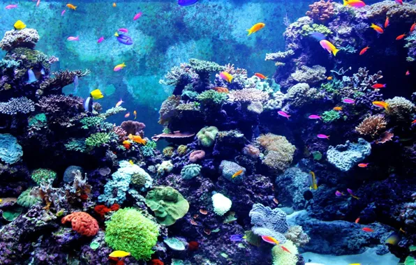 Картинка fishes, coral, anima, underwater photography of school of fishes, colorful aquarium
