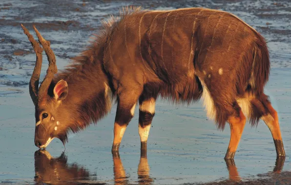 Природа, Африка, редкое животное, NYALA