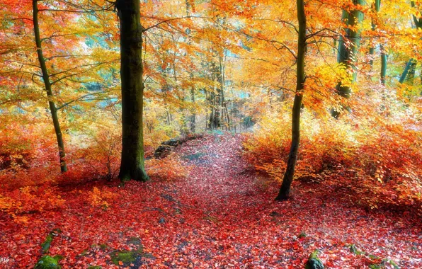 Картинка forest, road, park, autumn, tree