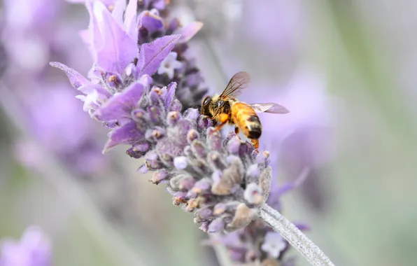 Картинка цветок, лето, природа, пчела