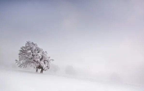 Картинка зима, поле, снег, туман, дерево